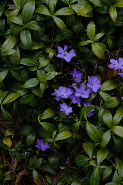 盛开的玉黍螺背景。黑暗的照片。图片下载