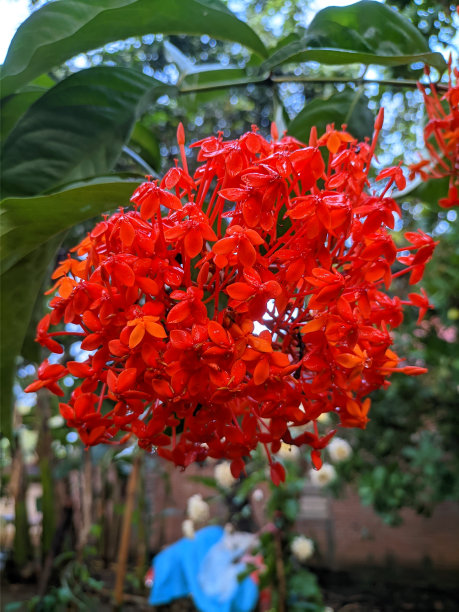 红色针花图片下载