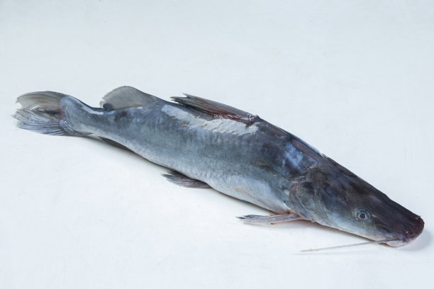 生鱼分离在白色和香蕉叶上图片下载