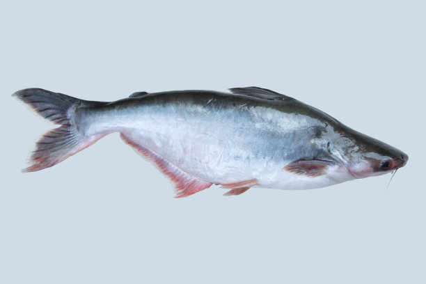 Pangasius, Pangas鲶鱼淡水鱼图片下载