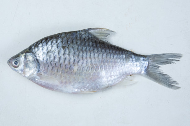 生鱼分离在白色和香蕉叶上图片下载