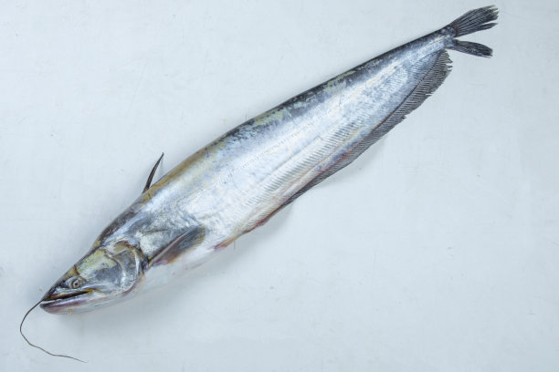 白色背景上的南亚波亚鱼图片下载