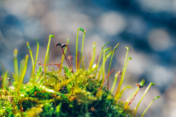 苔藓布谷鸟亚麻花宏观照片选择性聚焦图片下载