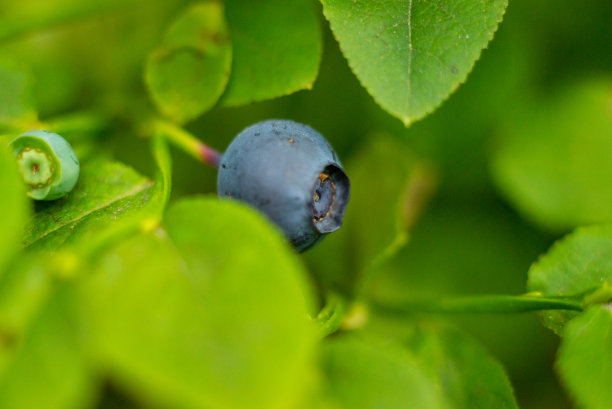 树叶间的蓝莓微距照片图片下载
