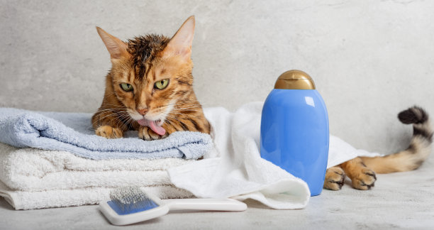 宠物美容。可爱的猫带着动物洗澡和卫生工具。图片下载