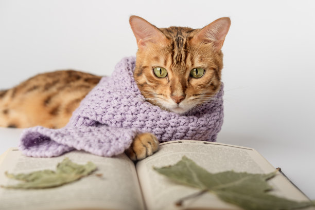 裹着围巾的孟加拉猫，白色背景上有一本书和干树叶。图片下载