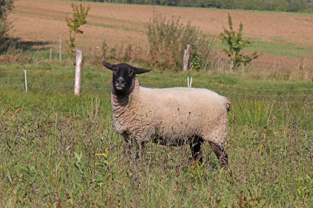 家羊-家羊(Ovis aries)。图片下载