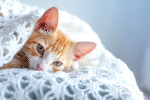 家养的姜黄色小猫被裹在温暖的白色羊毛毯子里。小红猫坐在窗台上望着窗外。动物很冷，它在等待它的主人和取暖。图片下载