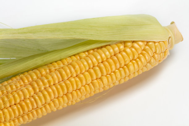 白色背景上香甜的黄色玉米图片下载