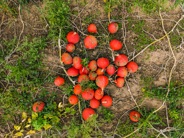 鸟瞰秋叶中一簇红色的北海道图片下载