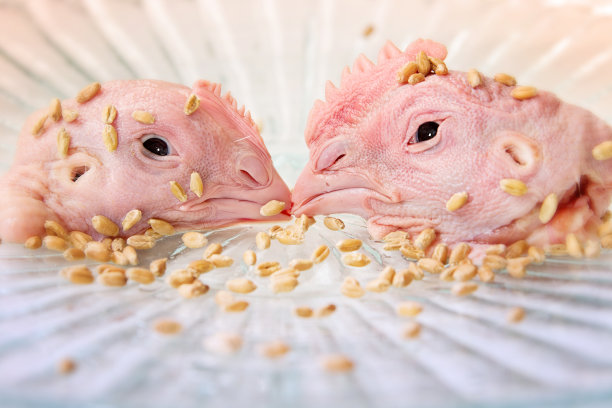 有一对被杀的鸡的静物图片下载