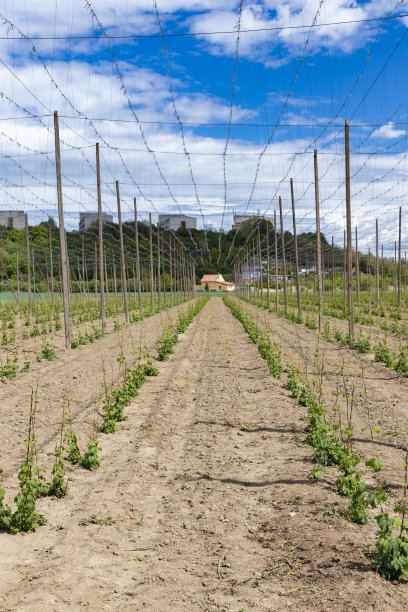 捷克共和国Zatec附近早春的啤酒花田图片下载