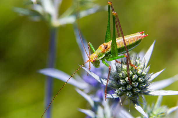 一只背上有黑、绿、白条纹的绿色蚱蜢，坐在一朵蓝蓟紫水晶的杏花上——紫水晶杏花。特写细节。水平图片下载