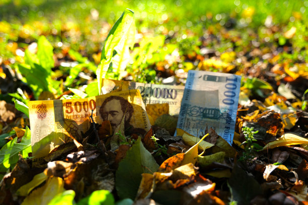 匈牙利福林钞票在秋天的落叶中图片下载