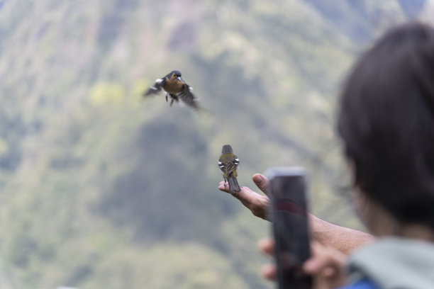 一只马得兰苍头燕雀飞到了他手里图片下载