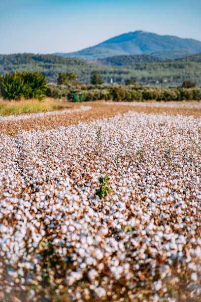 秋天的棉田图片下载