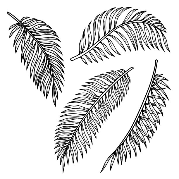 一组热带树叶的插图。设计元素为海报，徽章，横幅，标志，t恤。矢量图图片下载