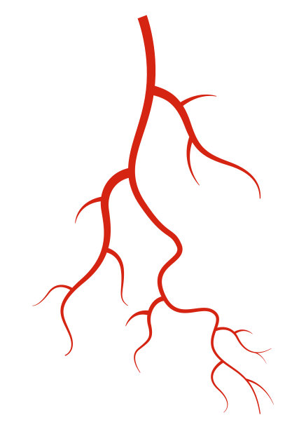 人类的静脉。白色背景下的红色血管、动脉或毛细血管轮廓。医学解剖学的概念。血液系统的隔离符号图片下载