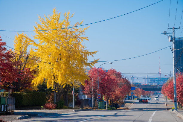 路边有美丽的黄色和红色的树图片下载