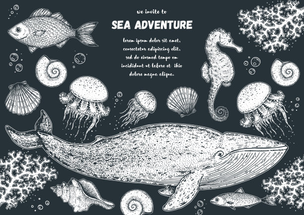 海洋动物手绘集。示意图说明。蓝鲸，海马，水母，鱼，海草，贝壳插画。复古设计模板。海底世界。图片下载