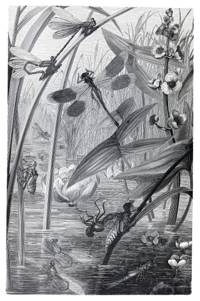 复古的蜻蜓拼贴画。古董手绘蜻蜓插图。古董蜻蜓海报。图片下载