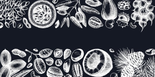 坚果植物边界图片下载