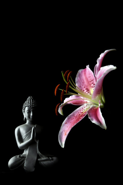 低调的工作室照片的东方粉百合与佛像图片下载