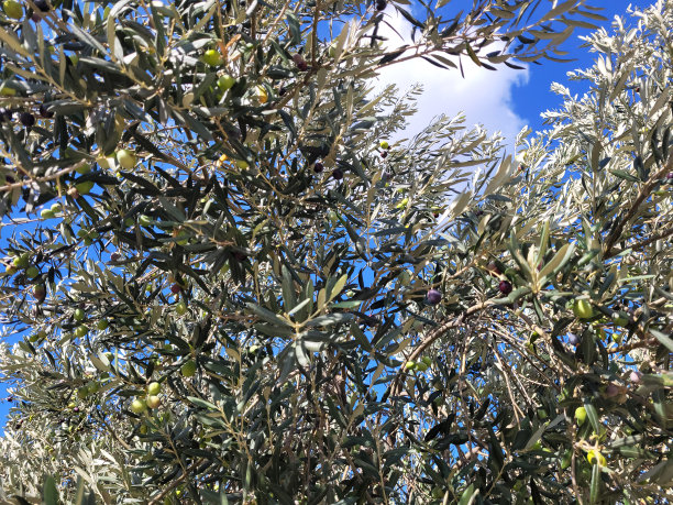 大自然的蓝天和橄榄树图片下载