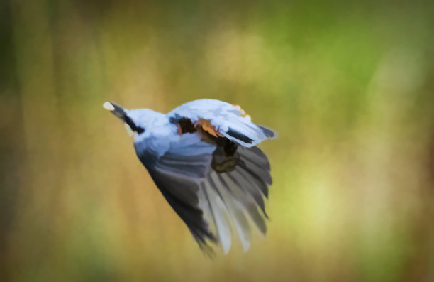 五子雀起飞。图片下载