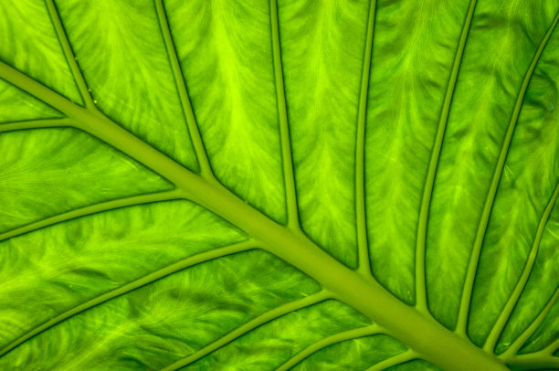 棕榈叶静脉细节图片下载