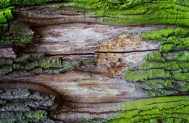 神秘的苔藓覆盖着老树的背景图片下载