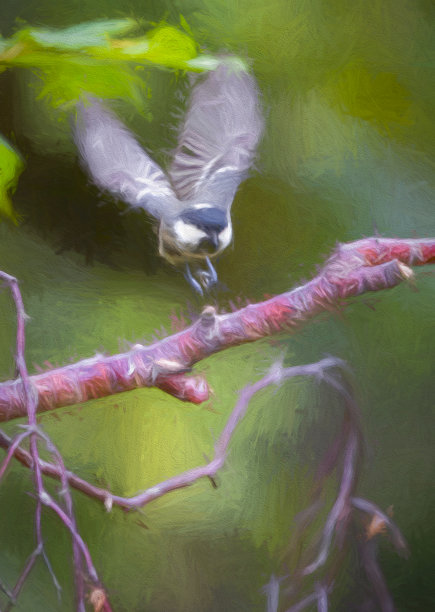 煤雀从树枝上起飞图片下载