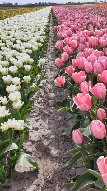 美丽的白色和粉红色的郁金香。图片下载