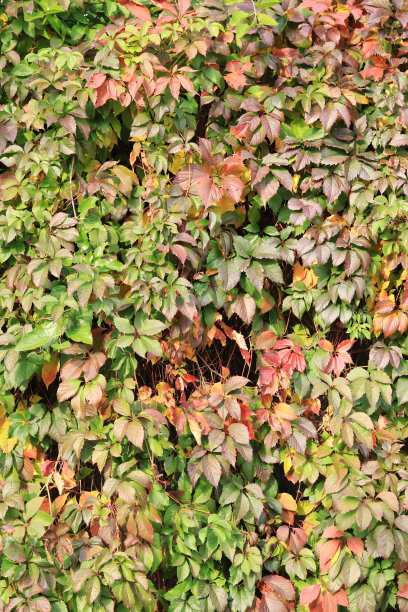 少女的葡萄five-leafed。秋天的常春藤，绿色和红色的叶子在墙上图片下载
