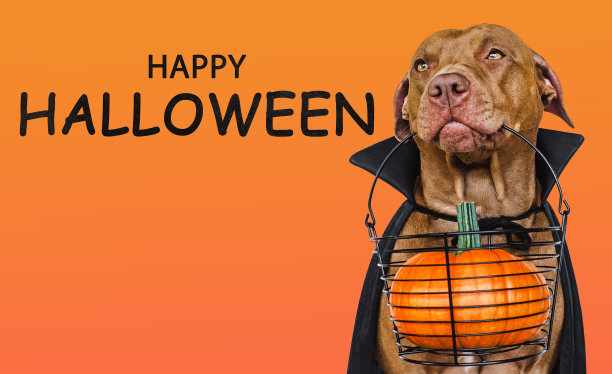 迷人可爱的棕色狗和德古拉伯爵服装图片下载