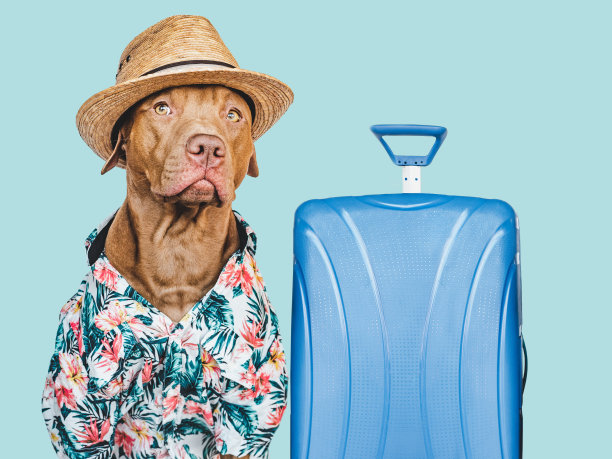 可爱，漂亮的棕色小狗，穿着夏威夷衬衫图片下载