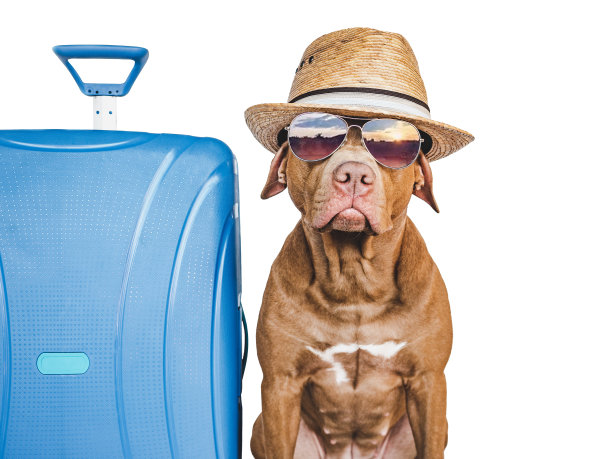 可爱，漂亮的棕色小狗和蓝色行李箱图片下载