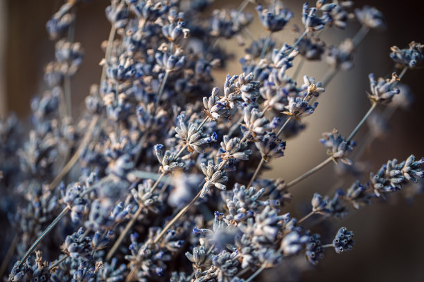 干薰衣草花，微距镜头，模糊背景。图片下载