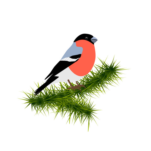 白背景上孤立的云杉树枝上的红腹雀。矢量图图片下载