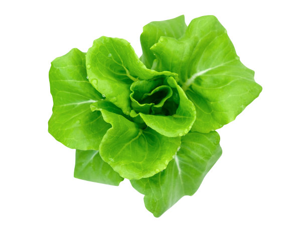 白背景上孤立的生菜，修剪路径图片下载