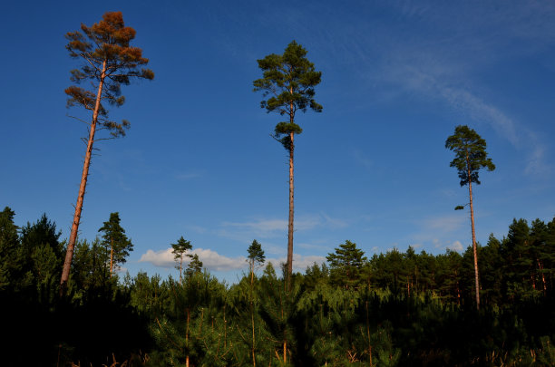 你们的森林状况如何?聘请一家专业公司来检查你的树木是否受到病虫害的侵袭。长树干上的松树，绿色的活着，棕色的枯针图片下载