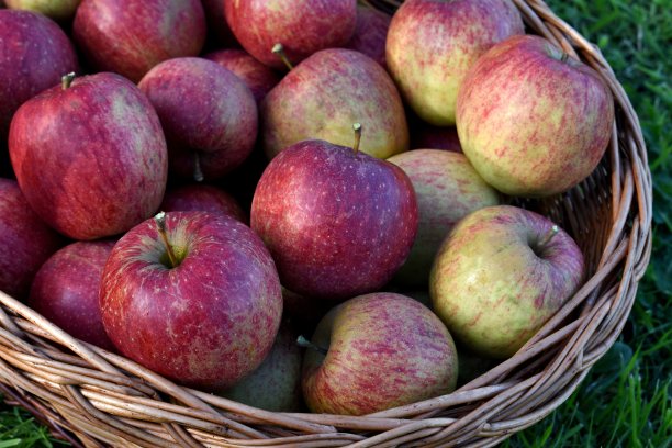 篮子里的苹果图片下载