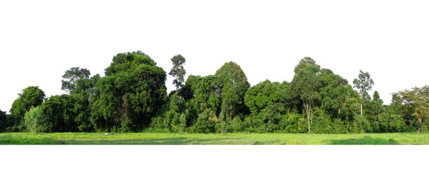 白色背景上的高清晰度树线全景图。图片下载
