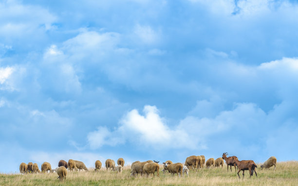 兹拉蒂博山上吃草的羊群图片下载