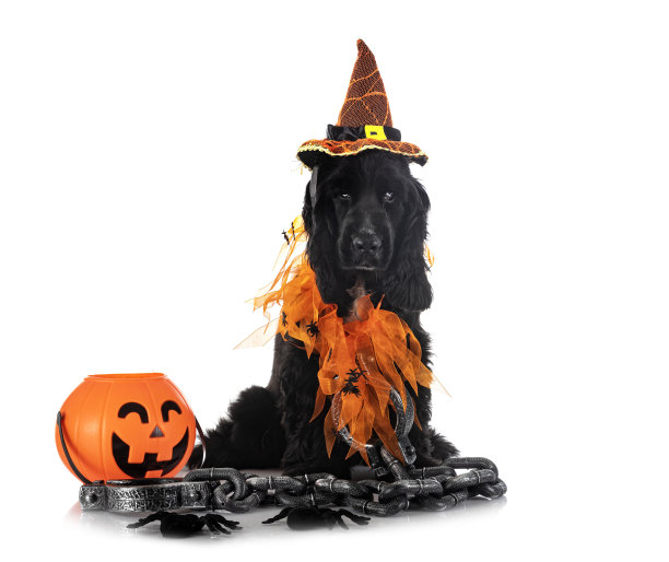 英国可卡犬图片下载