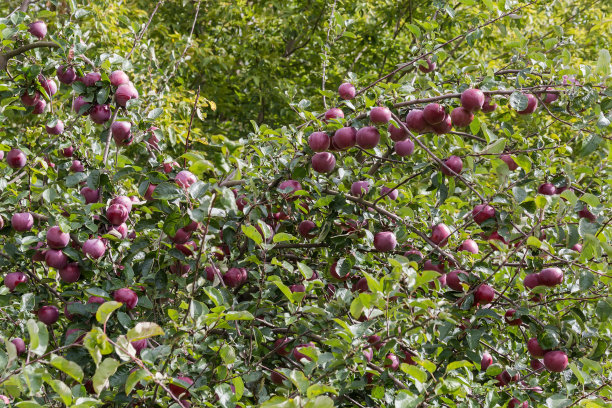 红苹果丰收的苹果树树枝图片下载
