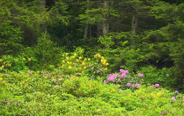 绿色区域图片下载