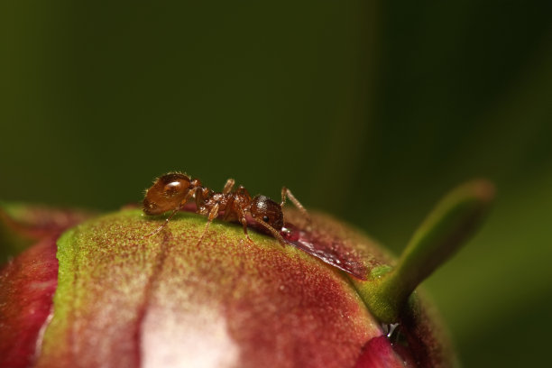 一只红蚂蚁(蚁科)正在喝牡丹的糖水图片下载