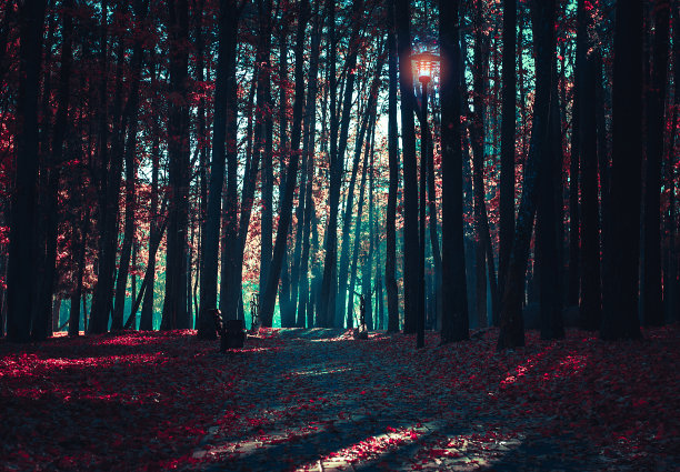 仙女神秘的森林。神秘的气氛。超自然的另一个世界。雾中的陌生森林。黑暗的木头。背景壁纸。雾中可怕的森林树木。图片下载