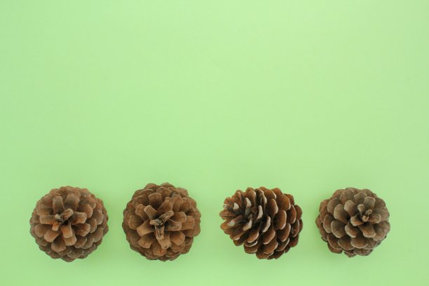 孤立在绿色背景上的针叶树松树冷杉球果。创意圣诞假期作文图片下载